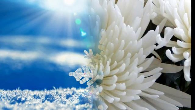 Хризантемы нежные смотреть онлайн