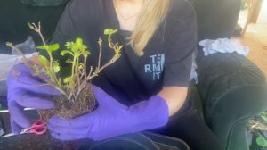 Гортензия сбежавшая невеста , пересадка в с3