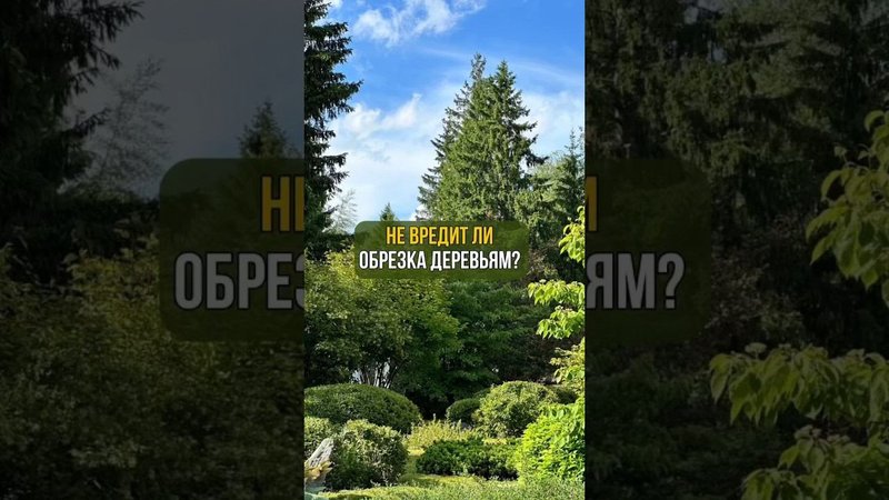Не вредит ли обрезка деревьям?!