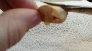 Вскрываем яйцо эублефара