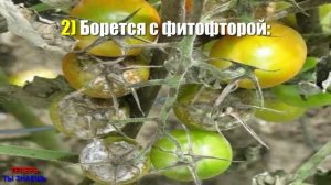 НЕ ЗАБУДЬТЕ Опрыскать Томаты В АВГУСТЕ Йодом! ВСЕ СОСЕДИ Обзавидуются!