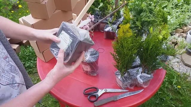 ОБЗОР растений из ОПТ-ХОЗ #оптхоз #хвойные #многолетники смотреть онлайн