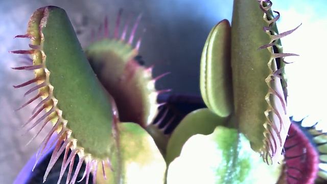 Венерина мухоловка эксперимент : чувствительность к азоту