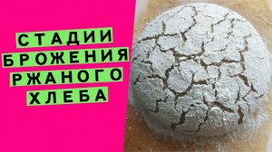 Стадии брожения ржаного теста: как понять, что тесто на закваске расстоялось и готово к выпечке