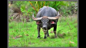 Азиатский буйвол