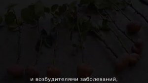 Как укоренить розу из букета в домашних условиях в картошке