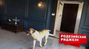 Эти Собаки Запрещены во Многих Странах Мира