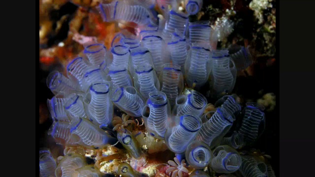 Окружающий мир