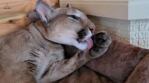 Ленивый способ умыться. Лайфхак от Месси.