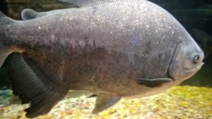 Океанариум.Релакс с морскими чудовищами.