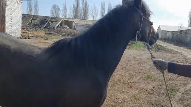 Не большая фотосессия с нашими лошадьми на продажу смотреть онлайн