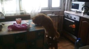 Cat steals food.Кот тырит еду со стола