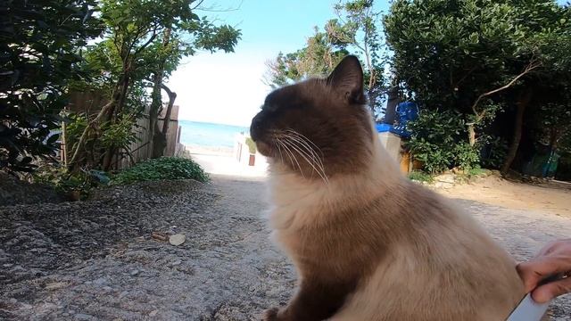 寝ていた野良猫を撫で撫で腰トントンしたら強烈に喋る猫だった
