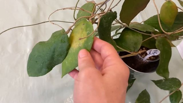 Хойи каудата Биг& грин и каудата Суматра( Hoya Caudata bug&green, Caudata Sumatra) смотреть онлайн