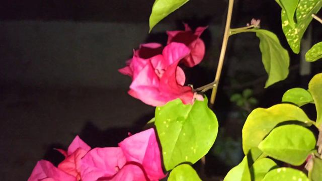 Rare Bougainvillea colletion смотреть онлайн