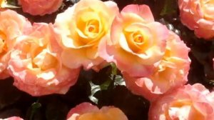Britannia - hybrid tea rose