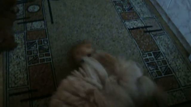 strizki 978 смотреть онлайн