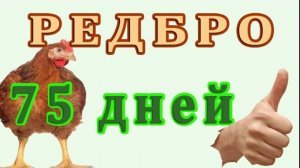 БОМБИЧЕСКИЕ ПОКАЗАТЕЛИ! РЕДБРО 2.5 МЕСЯЦА - ВЕС 3600. Росс308 - 36дней!!!( опечатка,не 40 дней)