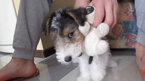 Фокстерьер собака