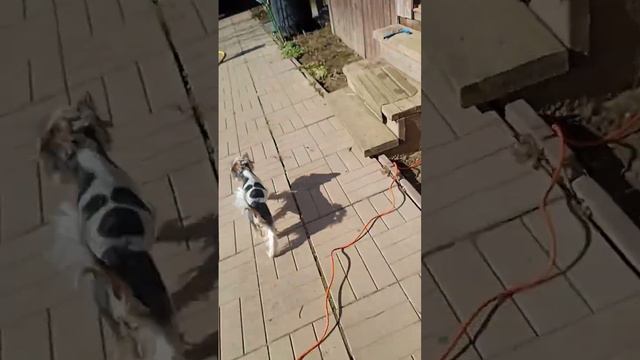 ЗВЕРСКАЯ ЖИЗНЬ - жизнь животных на даче @Cowboy_Peachus_Official (говорящие животные) смотреть онлайн