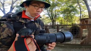 シグマ 150-600mm F5-6.3 コンテンポラリー　動物写真家レビュー