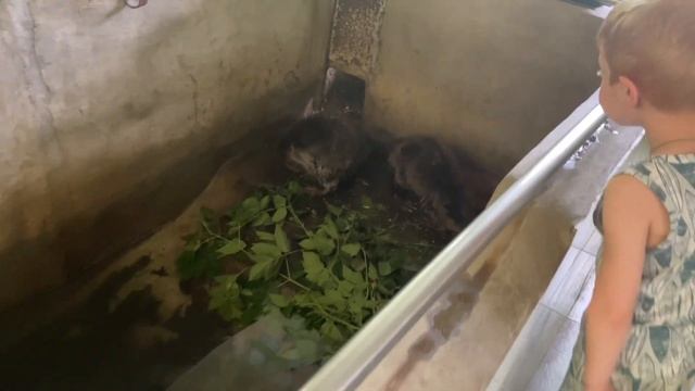 #влог из воронежа!? мы опоздали на поезд…? смотреть онлайн