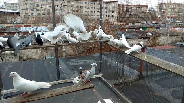 Мои голуби г Дзержинск  89506150974