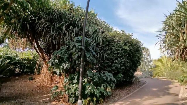 🍀🌼🥀🌺Botanika /Flora. Isla Tenerife. Pandonus Babtisti смотреть онлайн