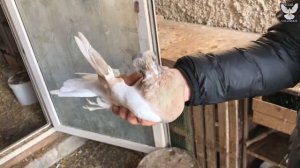 Ленинаканские голуби. В гостях у Арсена