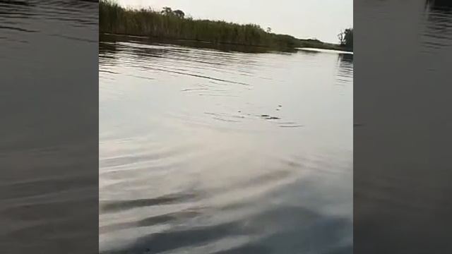 Angel Mini Clip 2018 смотреть онлайн