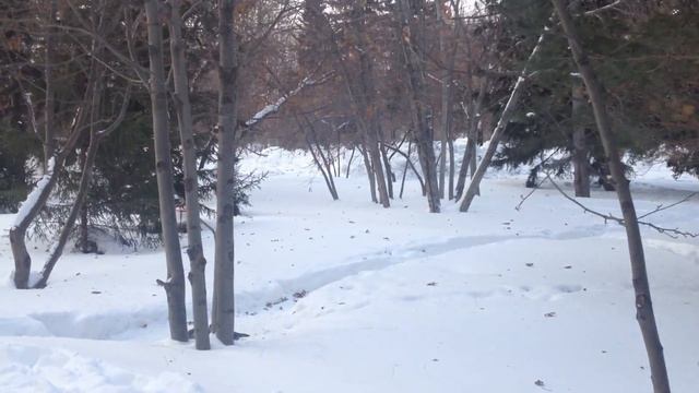 Птицы зимой. Пение птиц в парке Монумент Славы Новосибирск. Singing birds winter in the park. смотреть онлайн