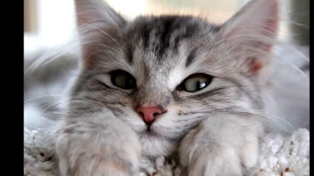 Кошачье сердце  Фрагмент