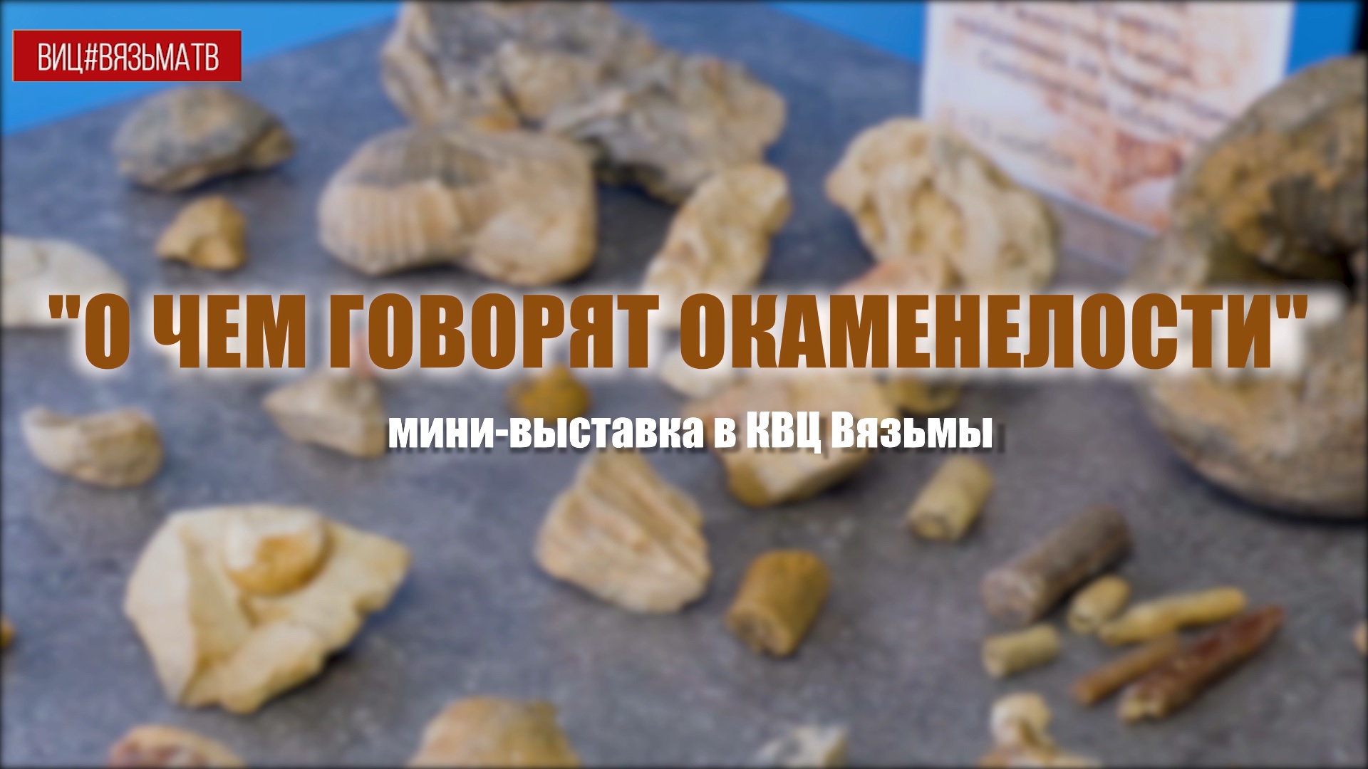 Выставка окаменелостей открыта в КВЦ Вязьмы