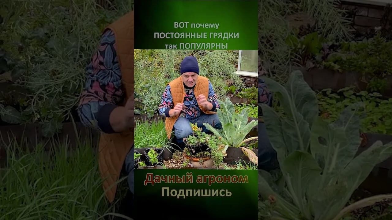 Упаковками покупаем петунии ВОТ почему ПОСТОЯННЫЕ ГРЯДКИ так ПОПУЛЯРНЫ Дачный агроном