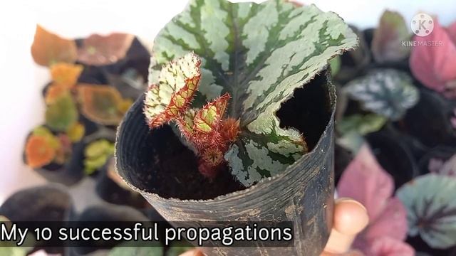 10 SUCCESSFUL RARE REX BEGONIA PROPAGATIONS+TIPS FOR A SUCCESS PROPAGATION+BEGONIA IDENTIFICATION смотреть онлайн