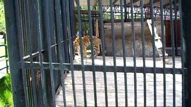 Вот что означает выражение "ходить как тигр в клетке"! смотреть онлайн