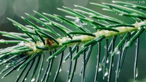 ? Почему ёлки колючие? ? Где растут хвойные деревья? ? Почему иголки это тоже листья? ? | УНИКУМ