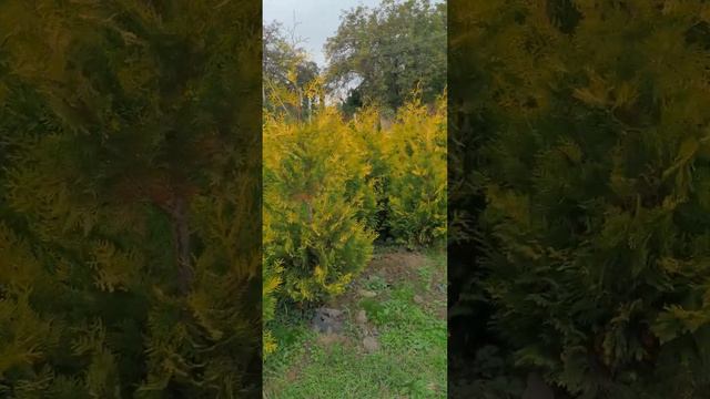 Туя западная Голден Брабант(Thuja occidentalis Golden Brabant)