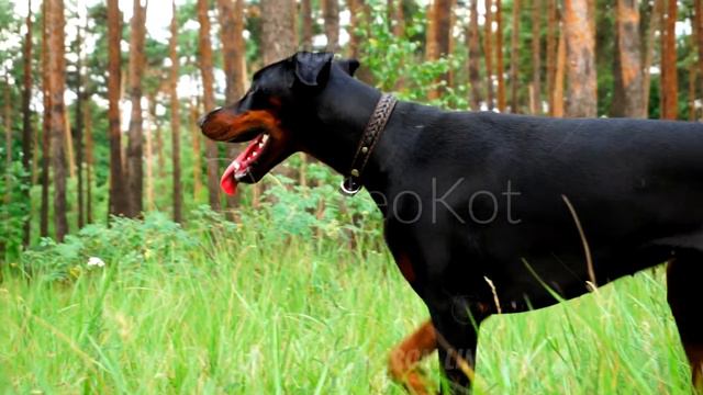 Black female doberman is walking and running at the green lawn in forest смотреть онлайн
