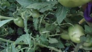 ТОМАТ ПЕТРУША - ОГОРОДНИК ХОРОШО ВОССТАНАВЛИВАЕТСЯ ПОСЛЕ ПОДМЕРЗАНИЯ КУСТА. Ольга Чернова.