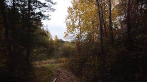Устьянский район