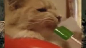 Супер смешное видео про кошек!!!