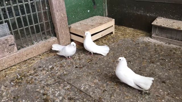 Брянские белые высоколетные голуби Кудинова В. смотреть онлайн