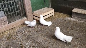 Брянские белые высоколетные голуби Кудинова В.