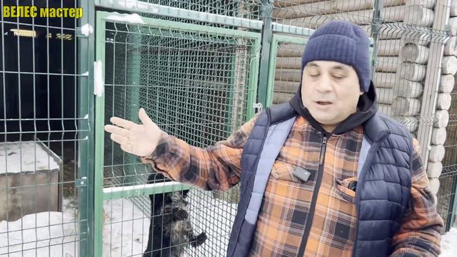 Фонд зоозащиты "Спаси меня" / Собаки Пулька, Карамелька и Ночка / ветеринар Карен Даллакян