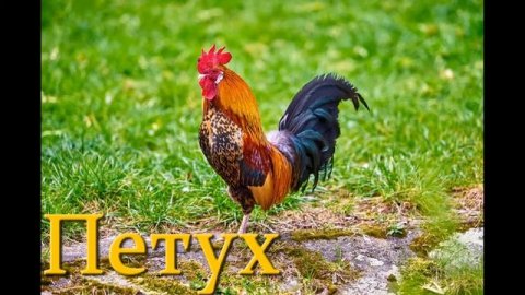 Кто как говорит(животные) "Часть 1"