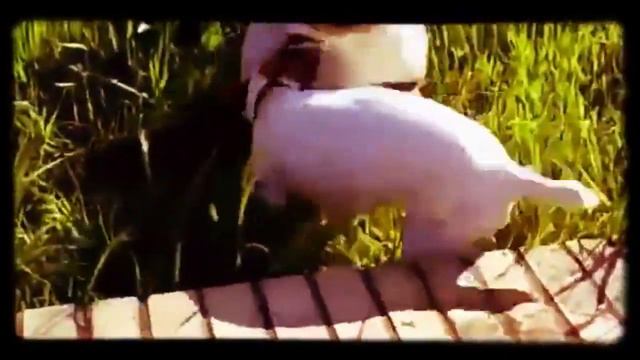 Perros follando смотреть онлайн