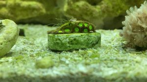 Тест на фосфат Salifert врет, что делать с нитчаткой в морском аквариуме?