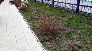 БЕЛОСНЕЖКА И СЕМЬ ГНОМОВ территория Челябинской Областной больницы