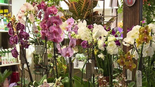 Утренний эфир / Домашние цветы смотреть онлайн